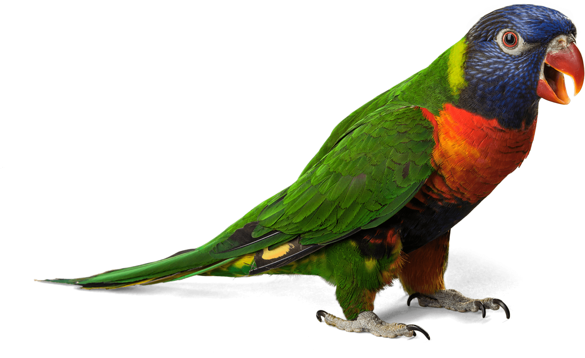 Colourful rainbow lorikeet with green wings and a blue head