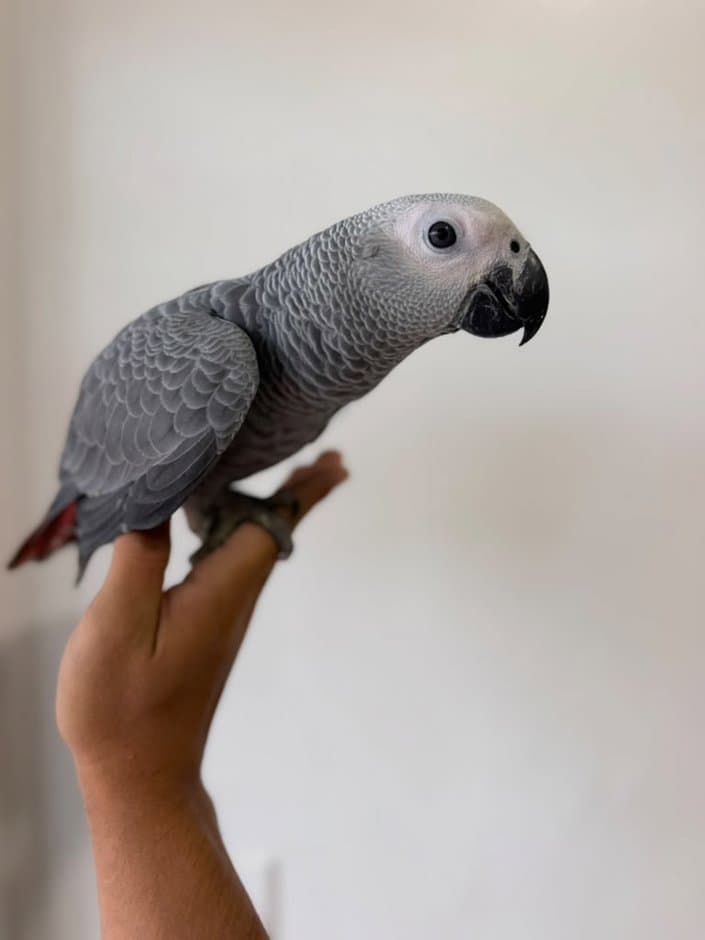 Charlie, a male Congo Parrot perched on a hand