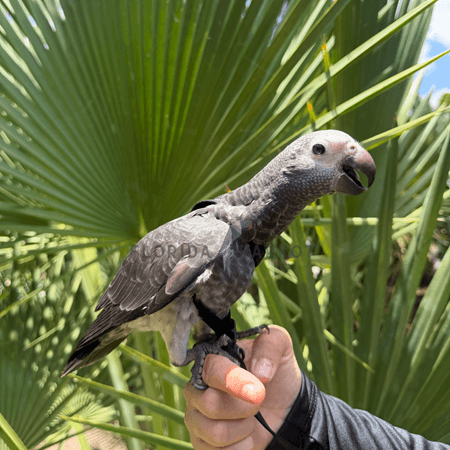 Finn, a male Timneh Parrot perched on a hand