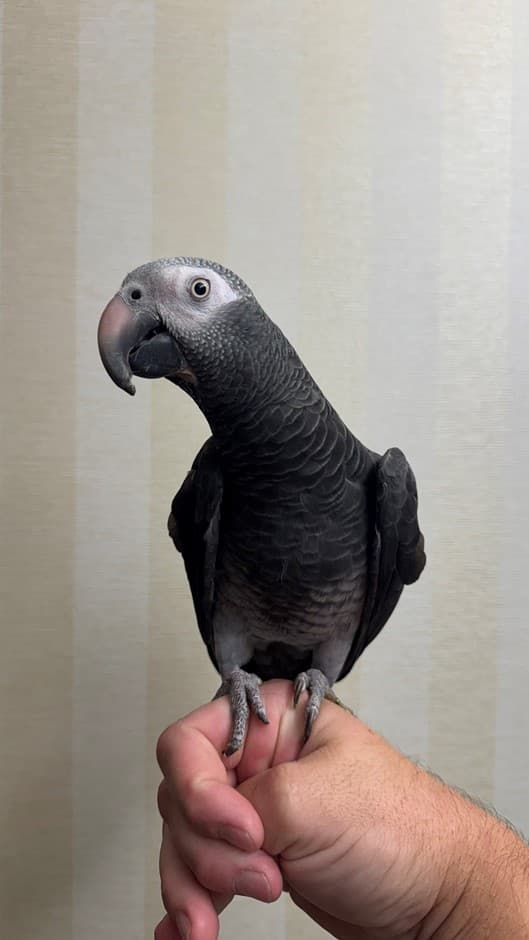 Timneh Parrot