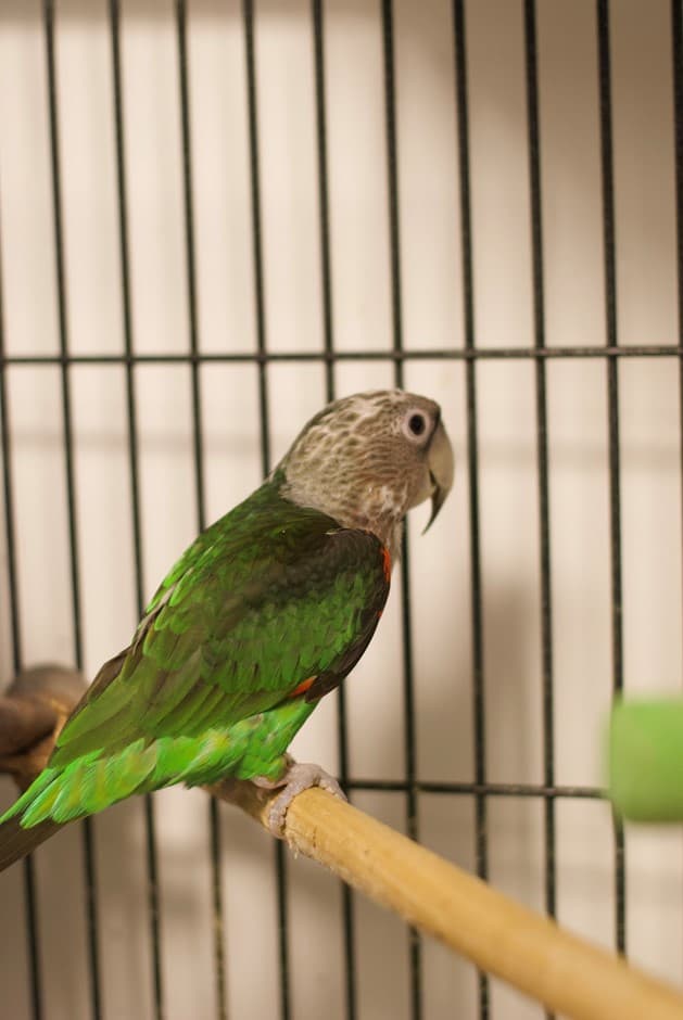 Liam, a male Cape Parrot on a wooden perch