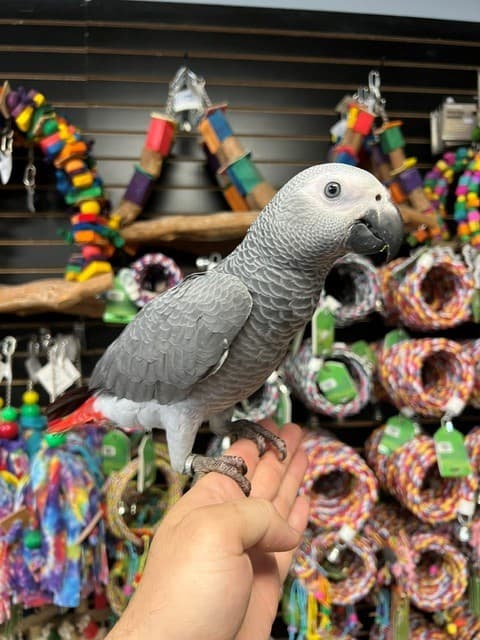 Luna, a male Congo Parrot perched on a hand