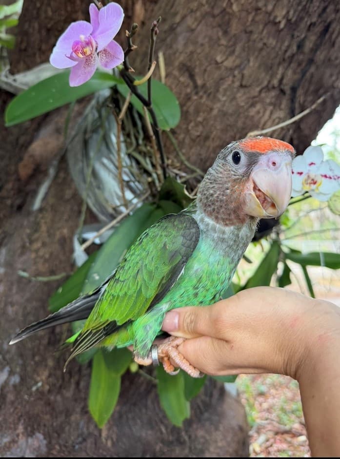 Cape Parrot
