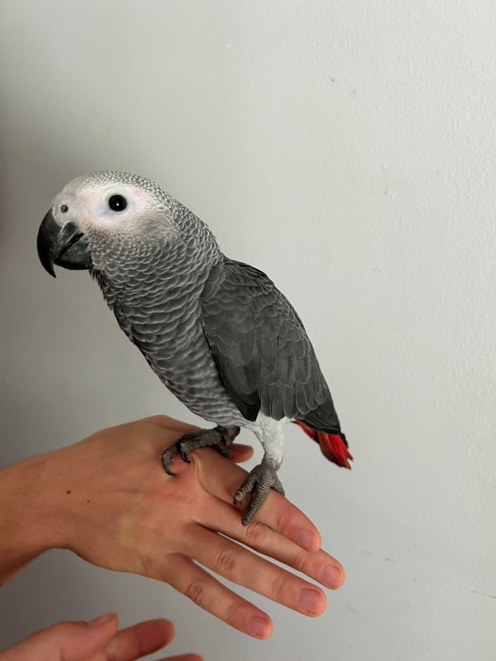 Congo Parrot