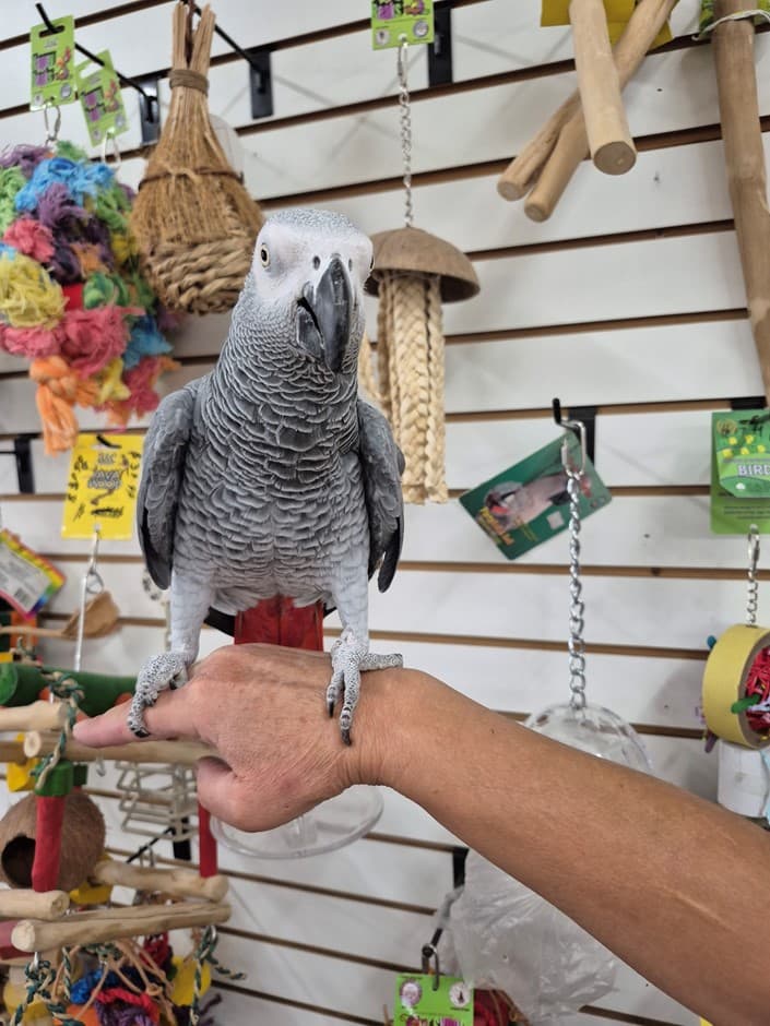 Rocky, a male Congo Parrot perched on a hand