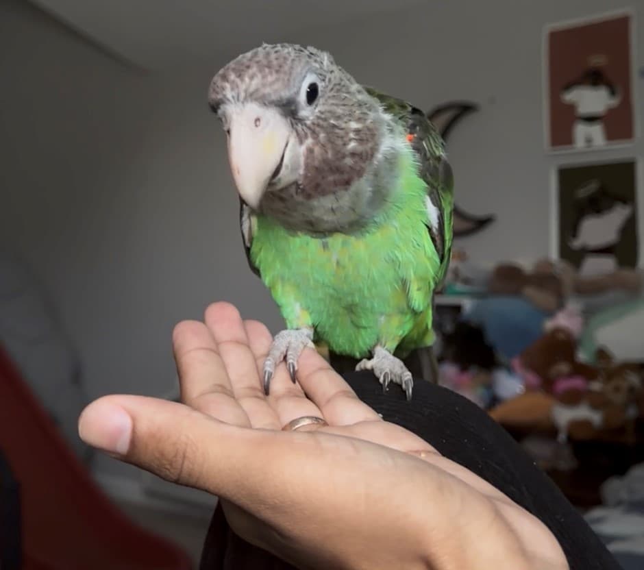 Saoirse, a female Cape Parrot perched on a hand